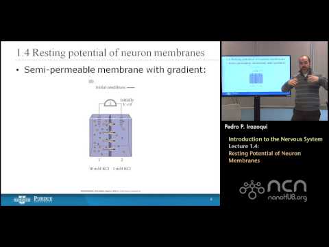 nanoHUB-U Bioelectricity L1.4: The Nervous System - Resting Potential of Neuron Membranes