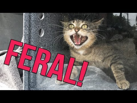 Why are some cats FERAL?