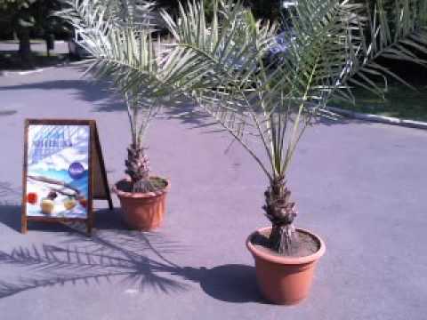 Ciprian Gabriel Live Stream