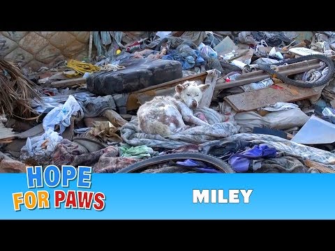 A homeless dog living in a trash pile gets rescued, and then does something amazing! Please share.