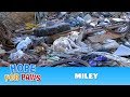 A homeless dog living in a trash pile gets rescued ...