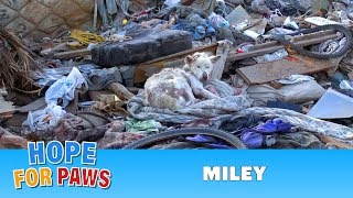 A homeless dog living in a trash pile gets rescued, and then does something amazing! Please share.