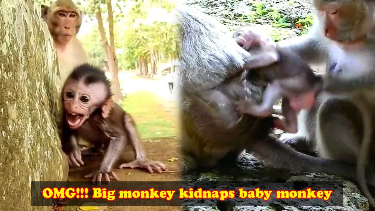 The baby monkey cried loudly because it was kidnapped, the mother monkey quickly saved the baby