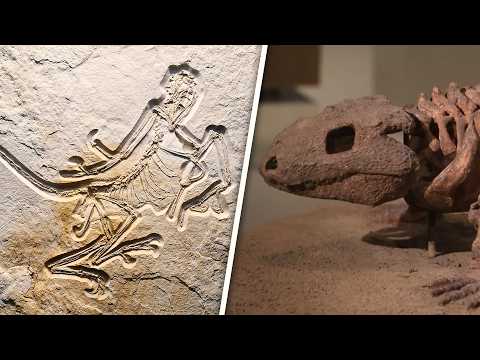 Missing Links: The Most Important Fossils Ever Discovered