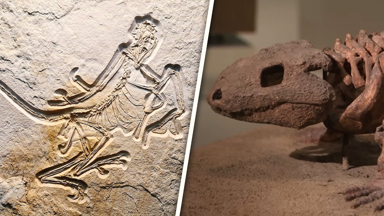 Missing Links: The Most Important Fossils Ever Discovered