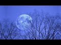 Jon Hassel - Blue Period