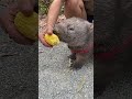 Hand Feeding A Wombat Just One Of Those Cute Animals