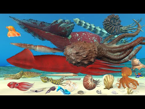 Real Mollusk Animal Size Comparison | 3D Animation | Realistic World Data