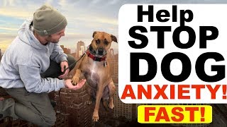 How to stop Dog Anxiety Fast -Dog anxiety training|Fearful dog training tips!