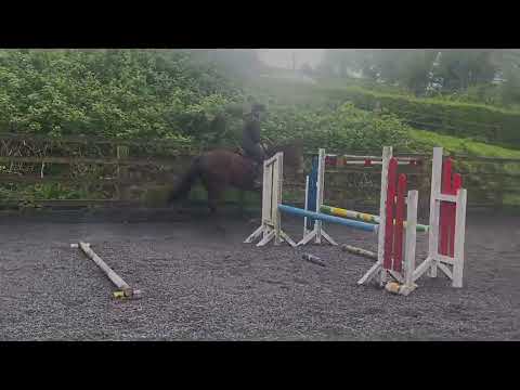 Keylogues Jesse J 4yo - goresbridge lot no.414 - Image 2
