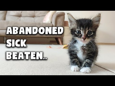Abandoned Sick Kitten Gets a New Home