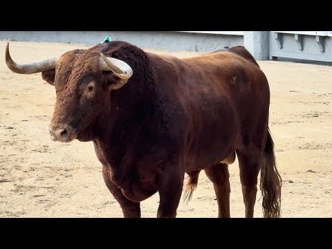 Salida 4º toro de EL PILAR: "BURRIÑO" - 10-mayo-2025 - Las Ventas