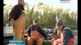 Когда ловят семгу на северной двине