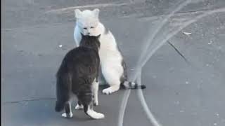 激レア!!街で偶然見かけた野良猫ガチンコ対決。