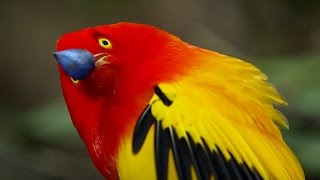 The Bowerbird's Grand Performance! | Life Story | BBC