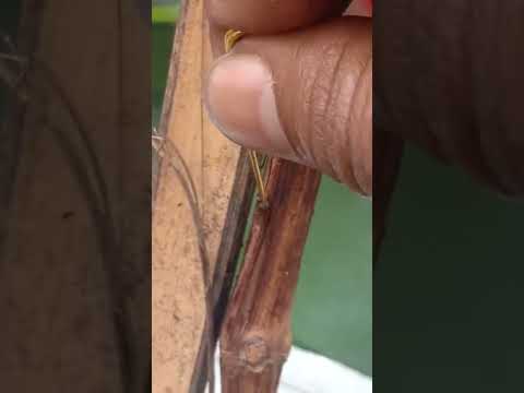 mengatasi hama penggerek pada batang anggur