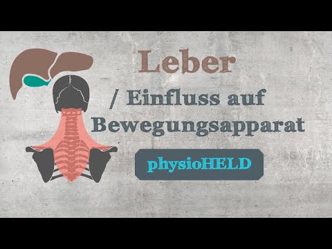 physioHELD: Die Leber und ihr Einfluss auf den Bewegunsapparat