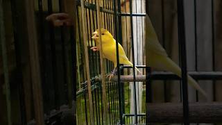 Download lagu pancingan kenari untuk kenari malas bunyi #reels #kenari #canary #kenarigacor mp3