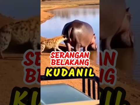 Kuda nil & predator di alam liar #unik #aneh #lucu #adaadaaja