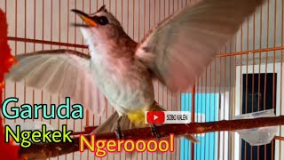 Download lagu Trucuk gacor Garuda ngekek ngeroool mp3