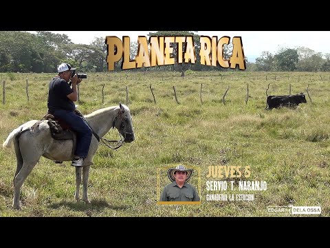PLANETA RICA 2026 Toros de la Ganaderia la Estación de  Servio Tulio Naranjo