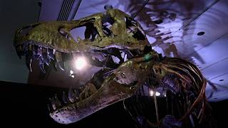 Wealth Market's New Trophy Asset is Dinosaur Fossils