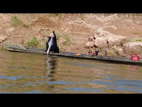 Pesca con arpón en ríos del Caquetá