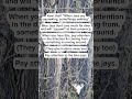 Blue Jay hunting tip #hunting #deerhunter #fyp #bluejays #whitetail