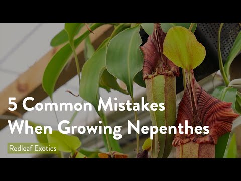 5 Most Common Mistakes When Growing Nepenthes