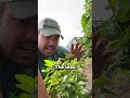 Don't harvest your herbs the wrong way...