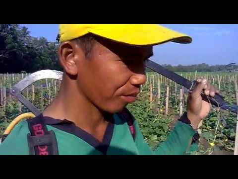 Latihan untuk meningkatkan video yang potensi Untuk meningkatkan potensi pada pria