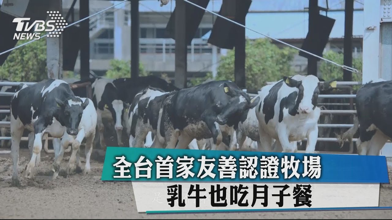 全台首家友善認證牧場　乳牛也吃月子餐