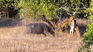 Leopardo ataca filhote de búfalo em registro insano!!!