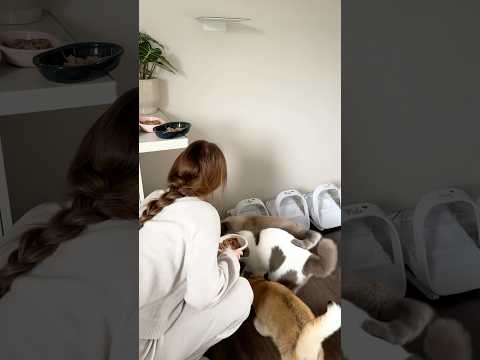 Simba the little rascal 😂 #catvideos #cat #animals #cats