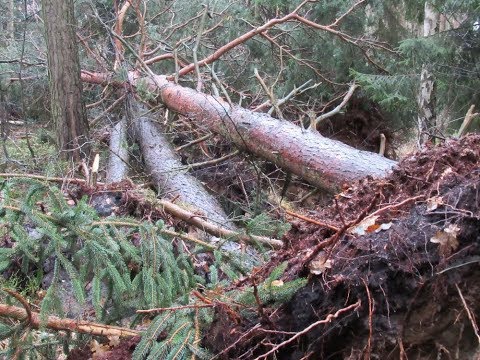 Windbruch - Brennholz aus dem Wald