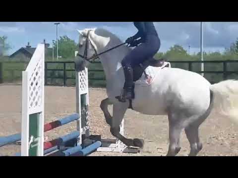 LOT 92 GORESBRIDGE - CONNEMARA GELDING - Image 2