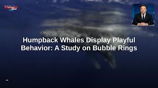 Humpback Whales Display Playful Behavior: A Study on Bubble Rings