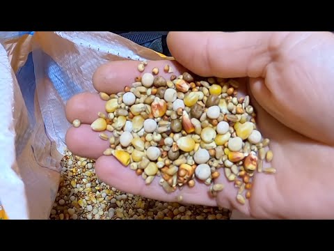 I Bought 200 lbs Of Ground Bait