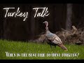 WHEN IS THE BEST TIME TO HUNT TURKEYS TURKEY HUNTING