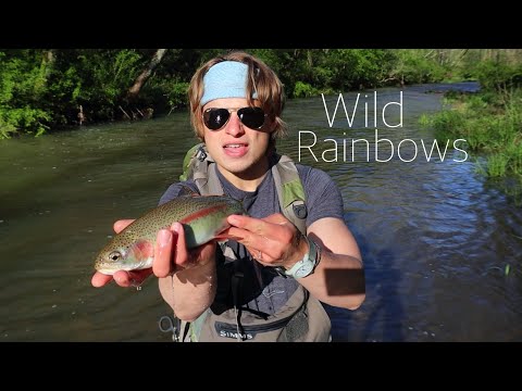 FLY FISHING MISSOURI TINY CREEK FOR WILD TROUT(Blue Ribbon Rainbows, Blue Spring Creek, MO)
