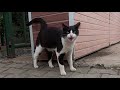 Tuxedo Cat Meowing Very Loudly But Is Afraid To Approach Me