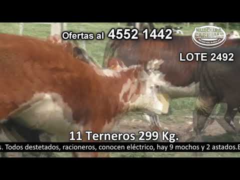 Lote 11 Terneros 3 HE,  4 HE c/  AA,  2 HE c/  RA,  1 NO c/  HE y 1LI 299kg -  en Costas de Tarariras Ruta 22 Km 18.500