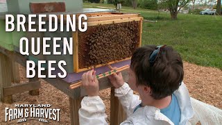 Breeding Queen Bees | Maryland Farm & Harvest