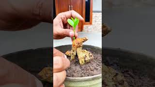 Grafting techniques for Sancang