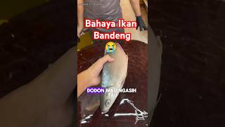 Download lagu Ternyata Ikan bandeng berbahaya😭 #shortsfeed #ikanbandeng mp3