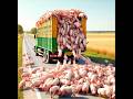 Fake AI Large Scale Escape Of Pigs Farming Pigs