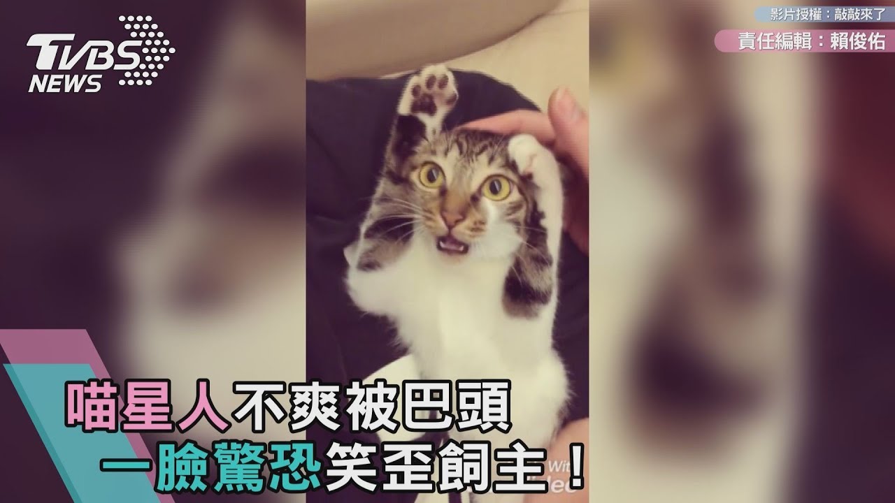 喵星人不爽被巴頭 一臉驚恐笑歪飼主!