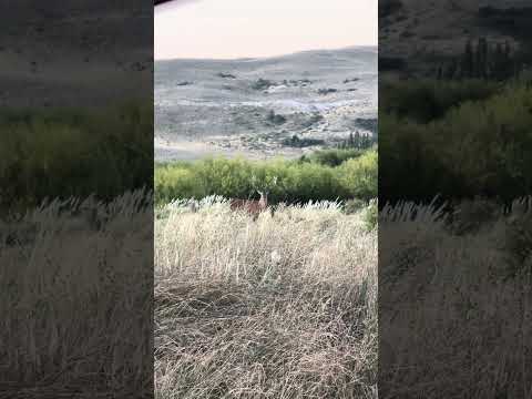 Tremendo ciervo colorado macho en San Martín de Los Andes - Patagonia Argentina #patagonia