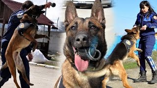 preview picture of video 'Zeus ve Oskar Narkotik Köpekleri kaçakçıların kabusu oldu - MUŞ'