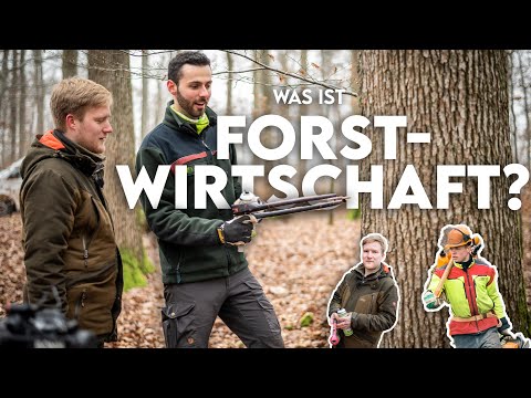 Fällen Förster nur Bäume?  Das 1x1 der Forstwirtschaft - Forst erklärt